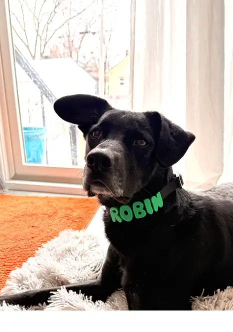 Robin, Shelly's dog
