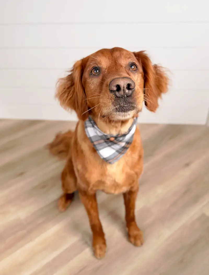 Jameson, Tobie's dog